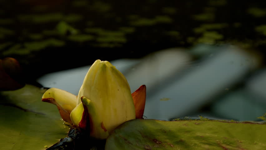 Time lapse opening of water lily flower 