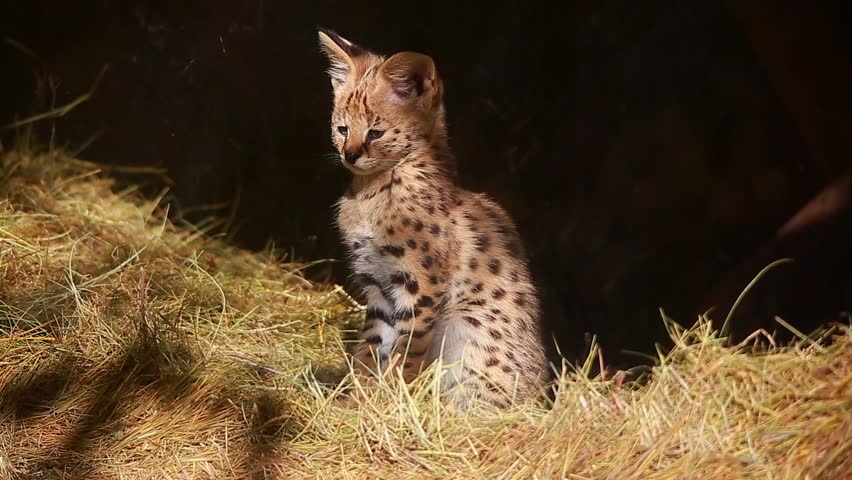 Header of serval