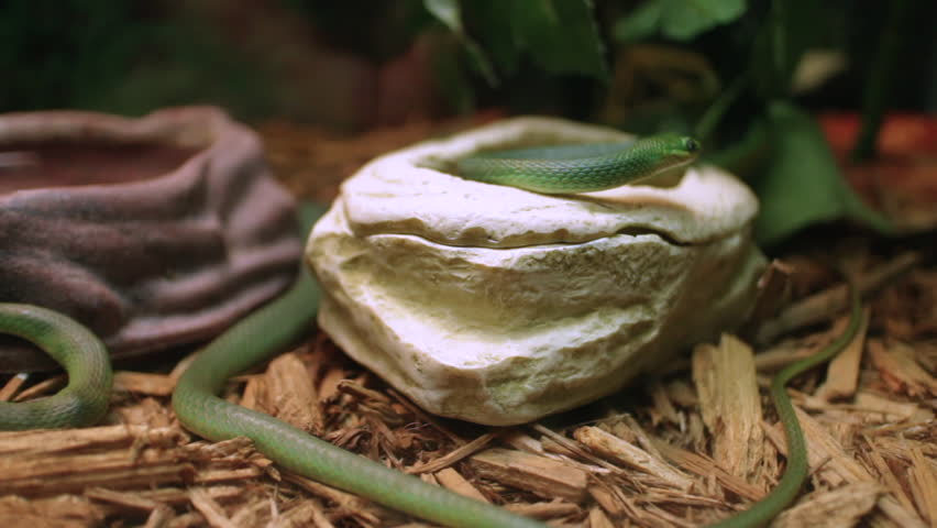 Header of Green Snakes