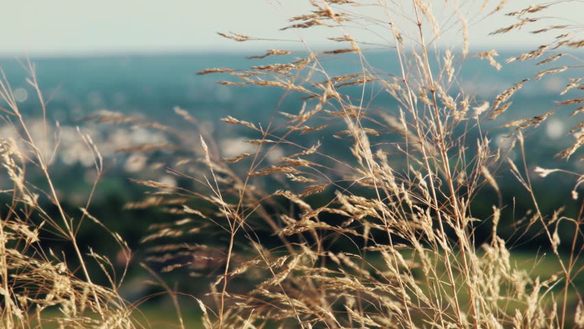 Header of Agrostis