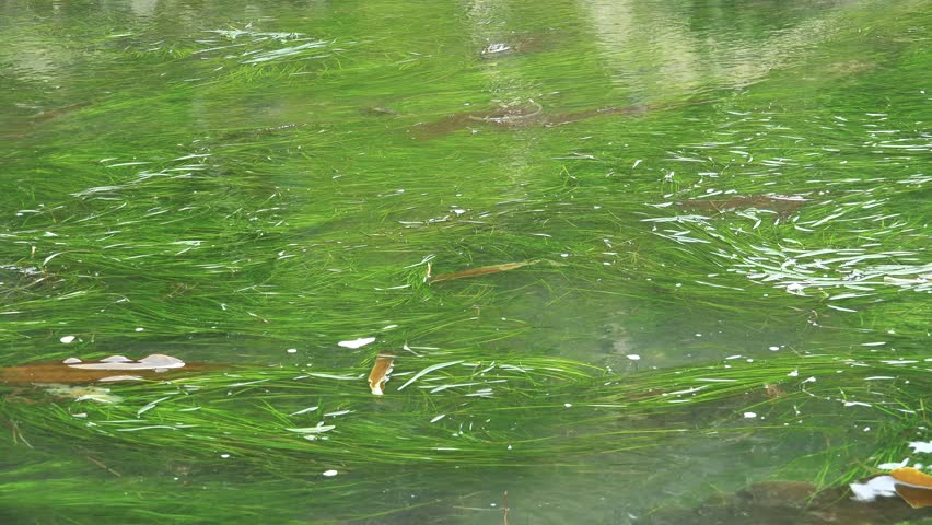 Header of seaweed