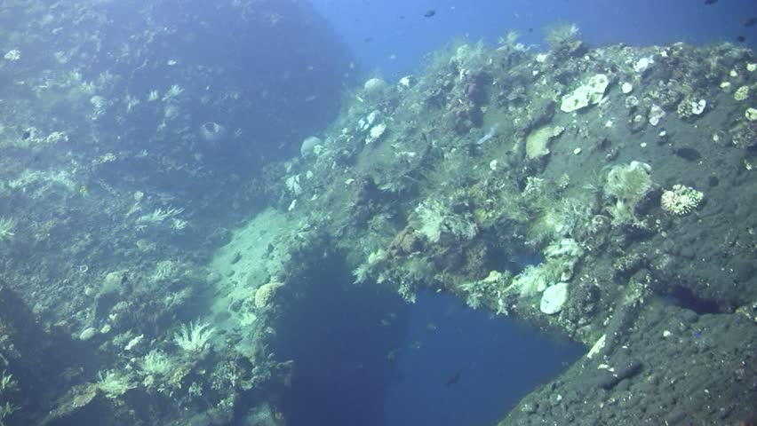 Colorful Reef Fish Shelter In The Coral On The Great Barrier Reef ...