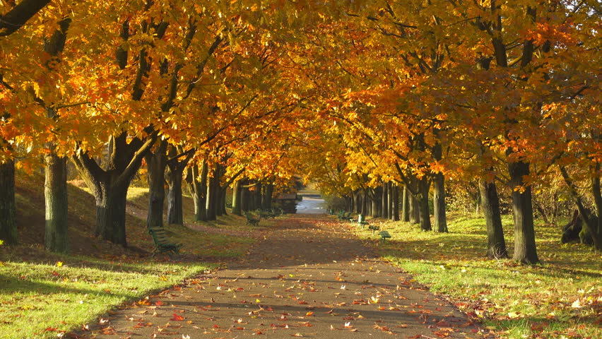 Autumn City Park Stock Footage Video 2911903 | Shutterstock