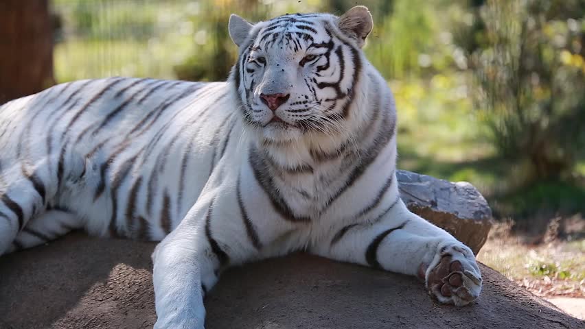 Beautiful White Tiger Lying Down On A Rock - Royalty Free Video