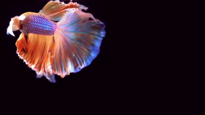 Beta Fish Stock Footage Video | Shutterstock