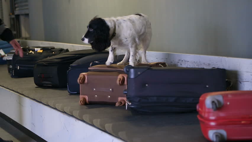 dog conveyor belt