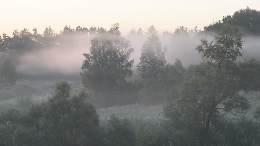 Morning Fog In A Summer Forest