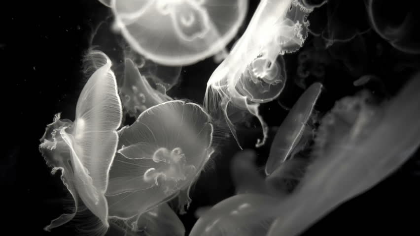 Header of undersea