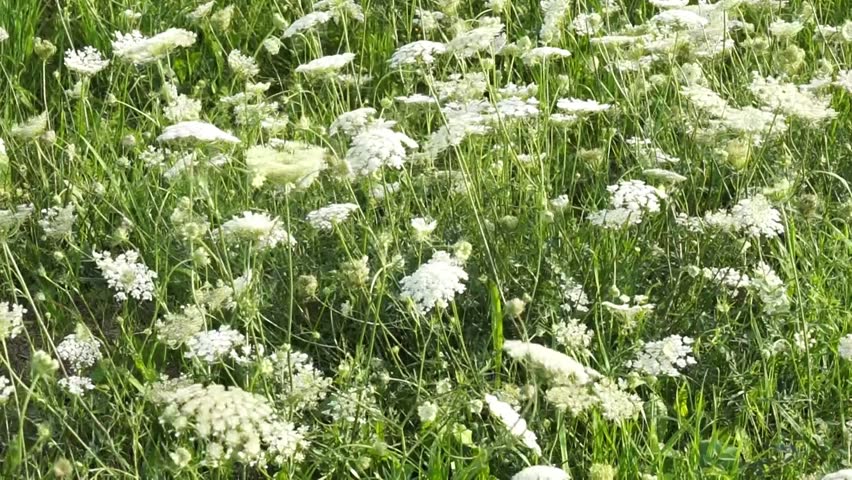 Header of yarrow
