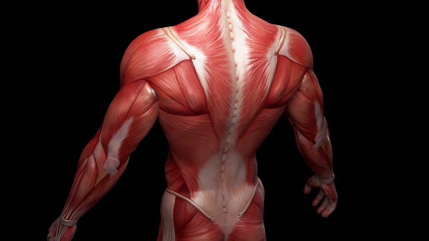 Muscular System Complete Animation, Camera Stock Footage Video (100%