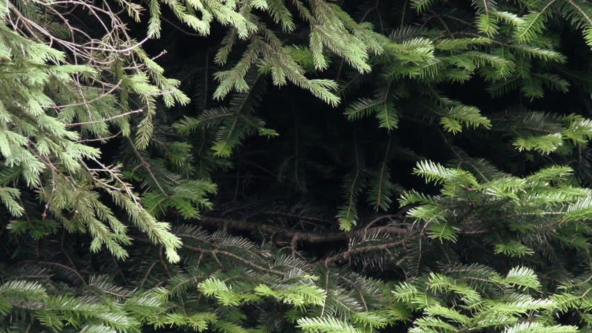 Header of silver fir