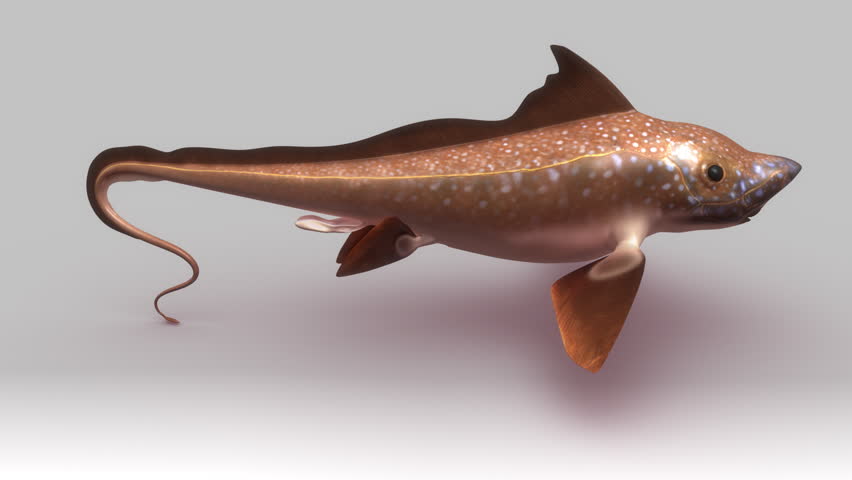 Header of chimaera