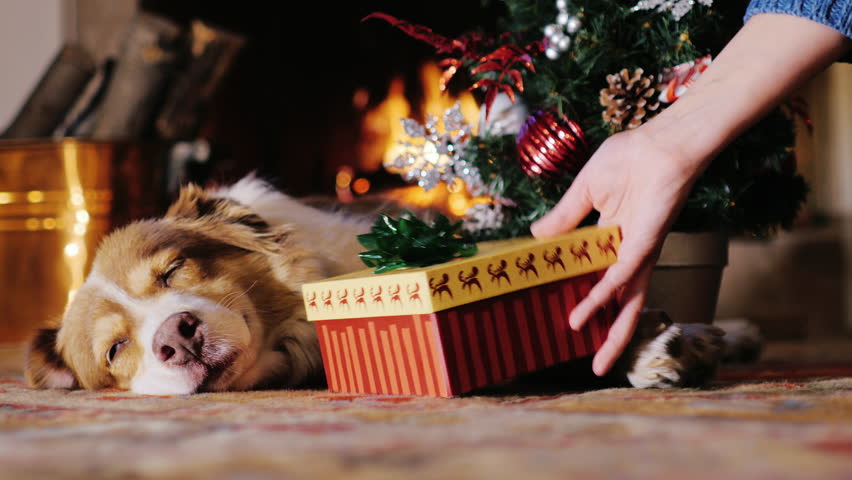 Christmas Pet Stock Video Footage - 4K and HD Video Clips | Shutterstock