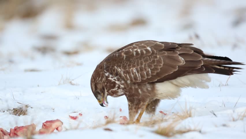 Header of Accipitridae