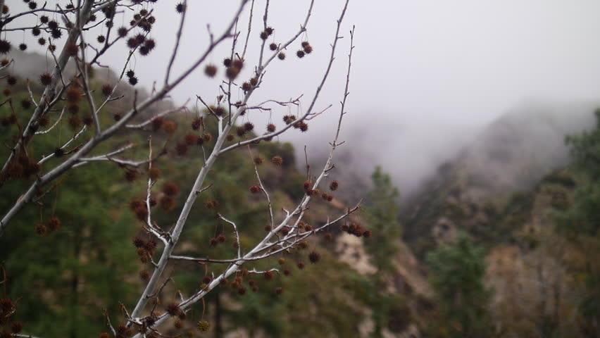 Header of American Sweet Gum