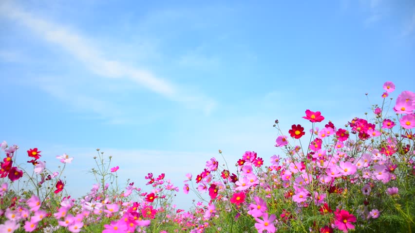 Cosmos Field,sun And Blue Sky Background. Stock Footage