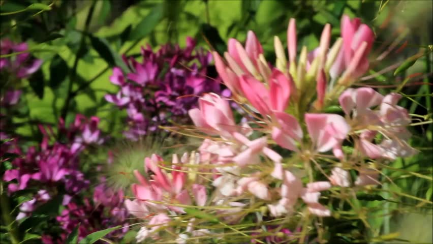Header of cleome