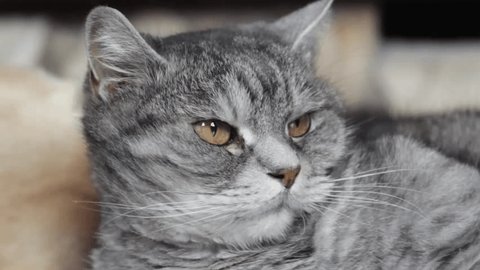 Video Stock A Tema Cu Td British Shorthair Kitten 100 Royalty Free