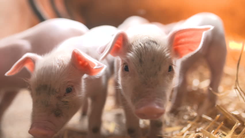 Header of livestock