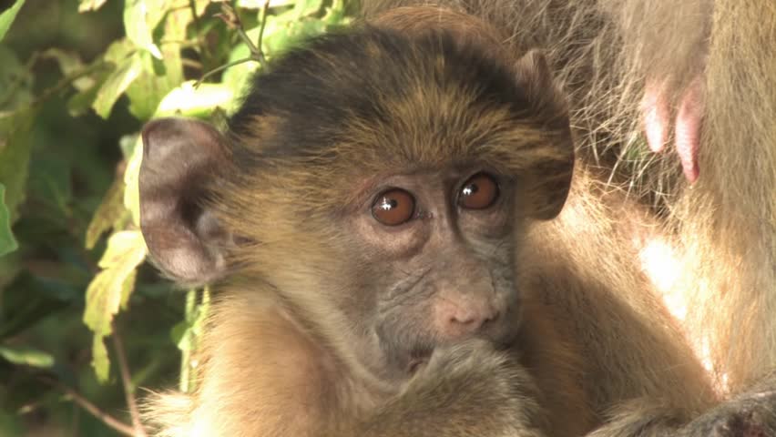 Baboon Eats Baby Gazelle Alive