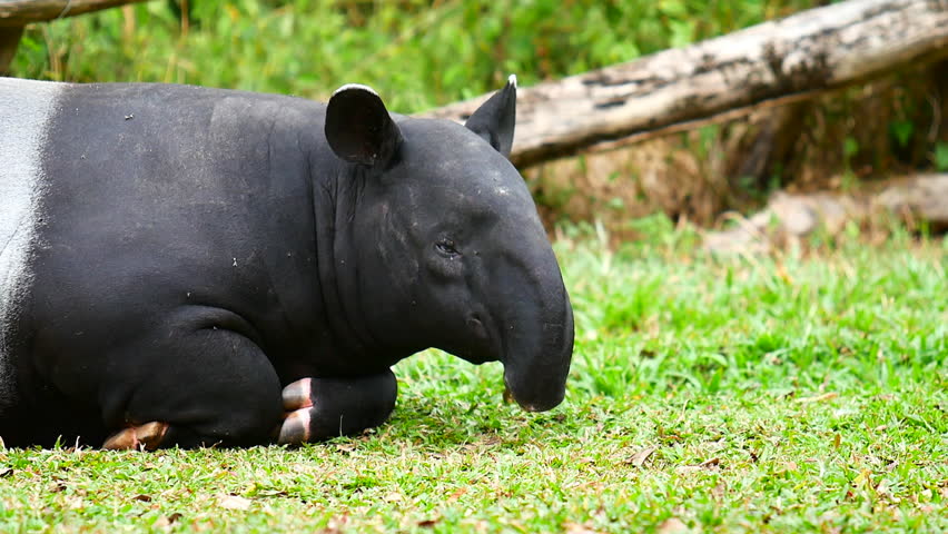 Header of tapir