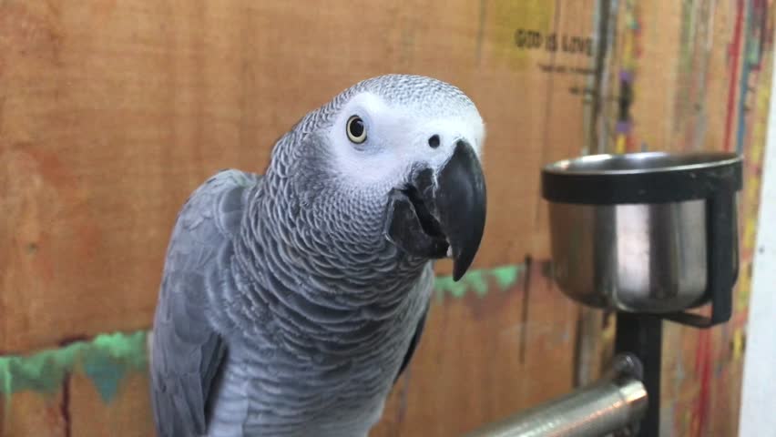 Header of African gray