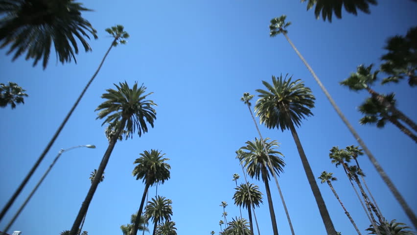 Driving through Palm Trees on Beverly Drive