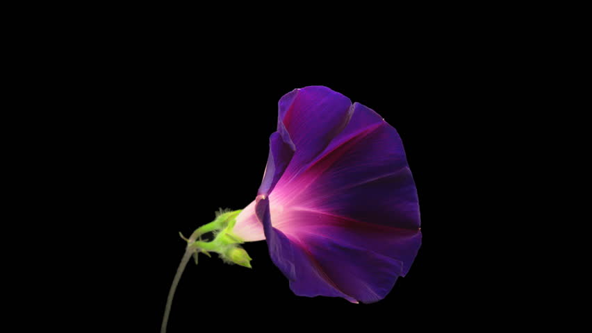 Purple Ipomea Flower Blooming On Stock Footage Video 100 Royalty Free 2373326 Shutterstock