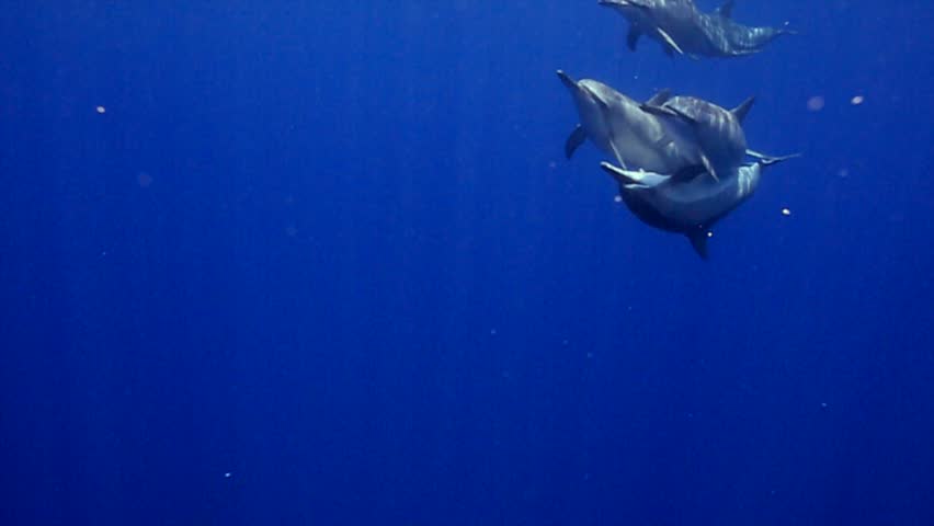 Pod Of Spinner Dolphins Swimming Stock Footage Video 100 Royalty Free