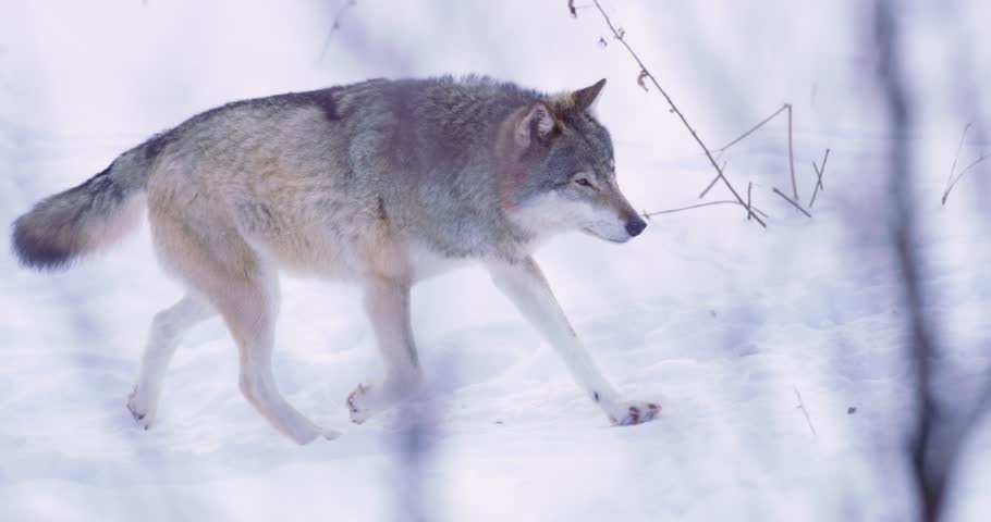 Header of territory