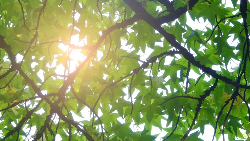Header of bilsted