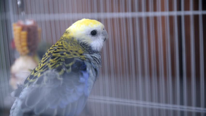 Header of rosella