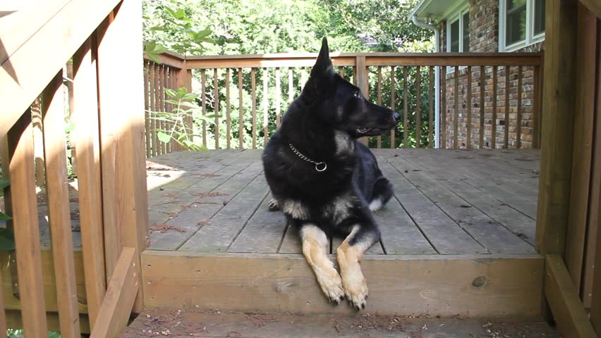 Female Black German Shepherd Dog Panting Comfortably On Wood Deck Stock ...