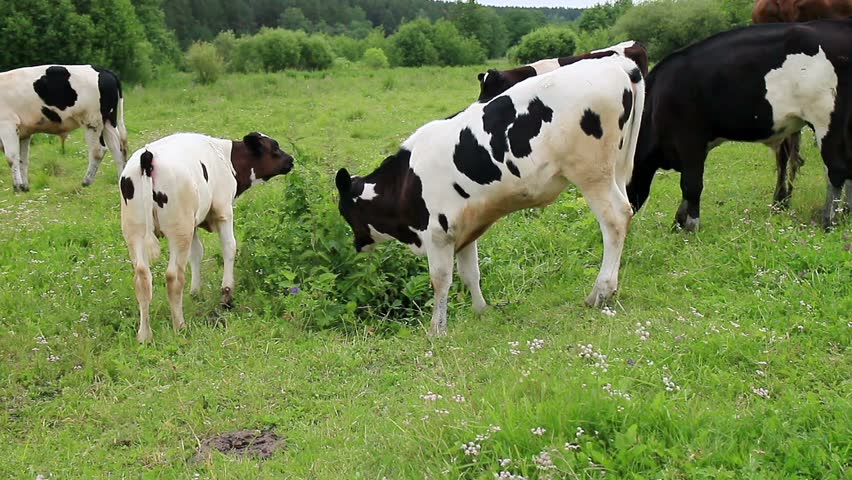 Dutch Belted Cattle, Lakenvelder Cattle With Calves In Meadow, Calf ...