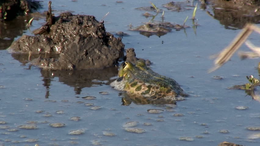 Water Pollution. Natural Disaster. Nature In Danger. Polluted Water ...