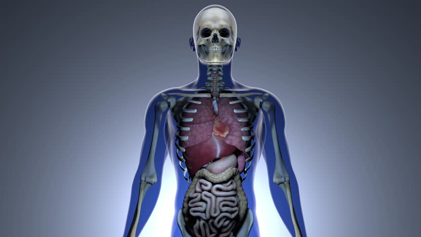 4K Internal Organs Get Sick In A Transparent Human Body Anatomical 3D