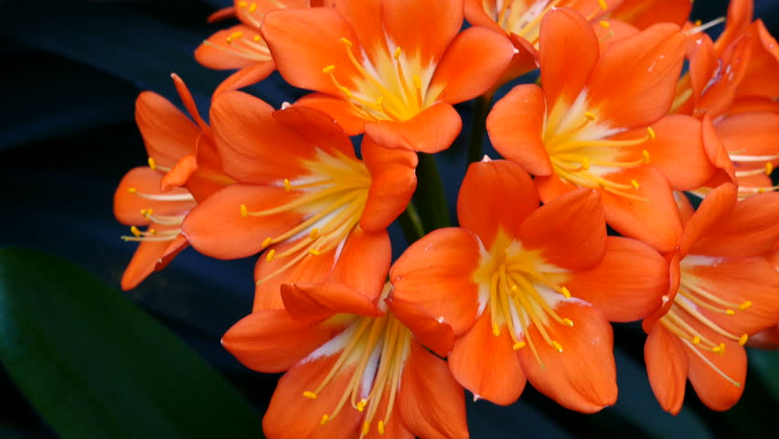 Header of Amaryllidaceae