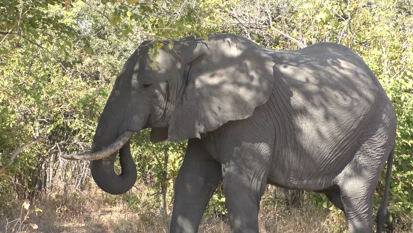 An Elephant Swings His Trunk, Stock Footage Video (100% Royalty-free ...