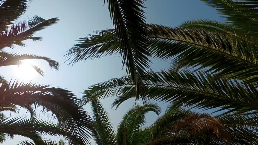 Watch Into The Sun Streaming