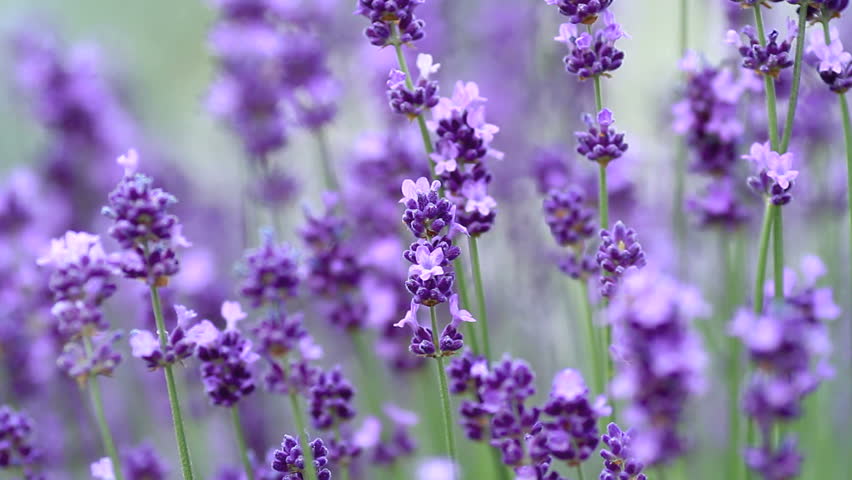 Lavender. Growing Lavender Flower Closeup. Field Stock Footage Video ...