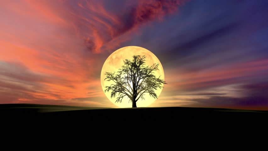 Growing Tree At Sunrise Stock Footage Video 3777728 | Shutterstock