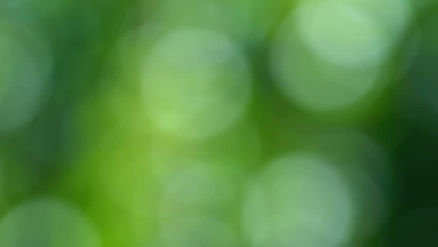 Blurred Abstract Bokeh With Sun Flare. Fresh Verdure, Foliage ...