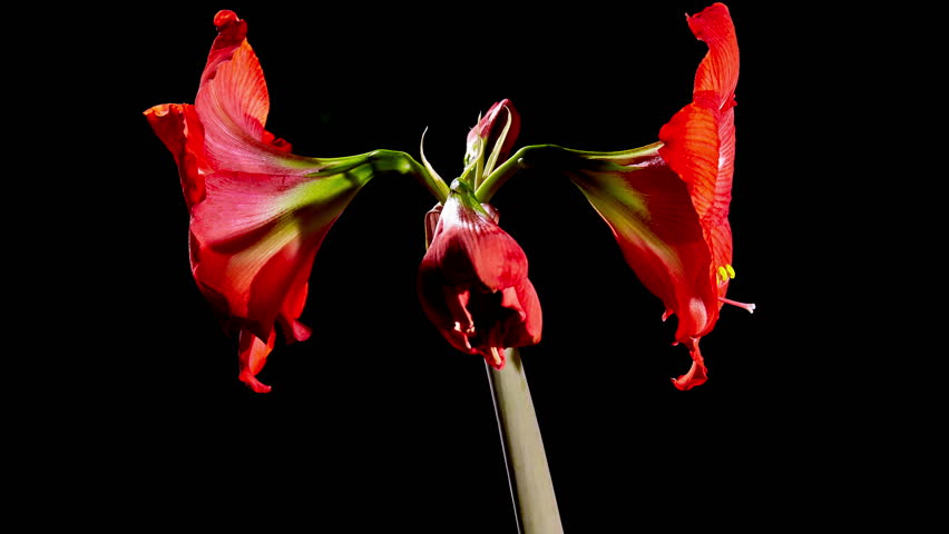 Amarilis Flowers Beautiful Red Amarilis Flower Opening Stock Footage Video 