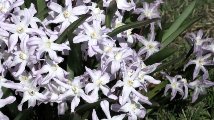 Header of Scilla