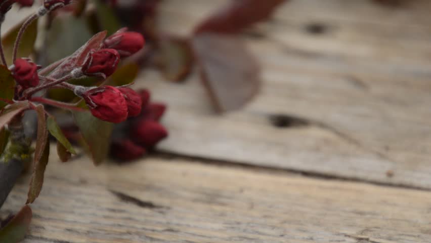 Header of cerise