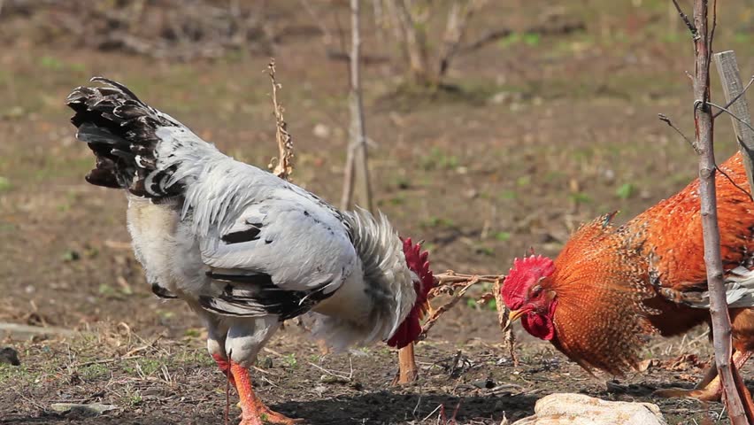 Header of cockfight