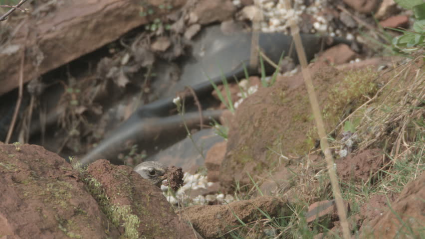 Header of fieldfare