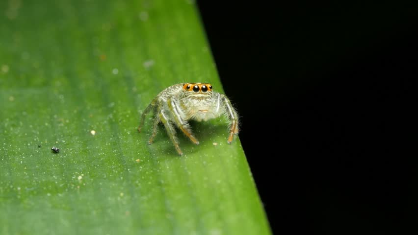 Header of Salticidae