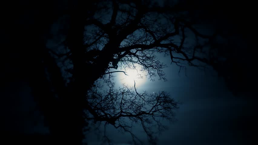 Spooky Full Moon Shines Over Dark Tree In Mist Hd 1080p Stock Footage 