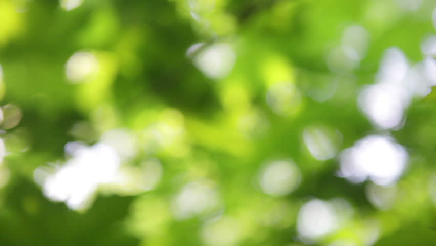  Blur Fresh Crisp Green Tree Leaves Charming Backlit Fresh 